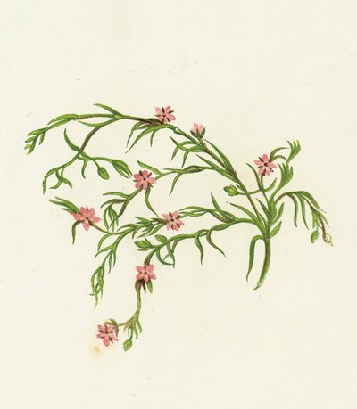 Sea Spurrey Sandwort, Arenaria Marina alkotó: English School